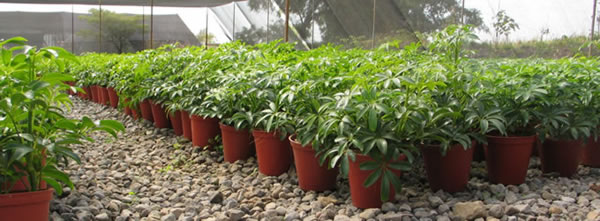 Macetas Azalea en invernadero Macetas Azalea en invernadero